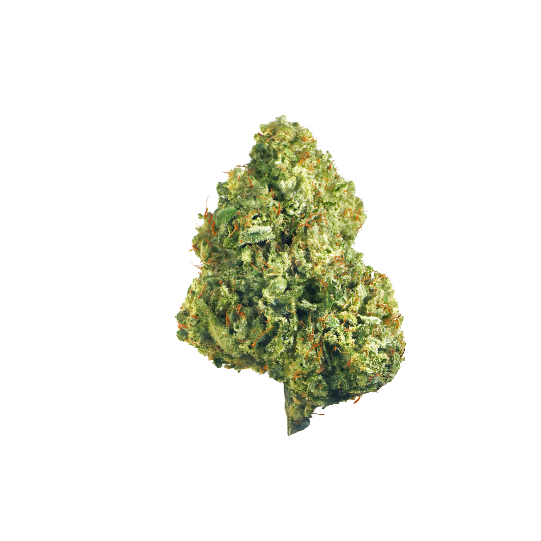 Escape to the tropics with our Hawaiian Haze CBD, a tantalizing hybrid that offers a sensory journey of exceptional flavors and effects. Cultivated under the sun-kissed skies of Oregon, this strain delights the palate with its sweet fruity essence, harmoniously balanced by gentle hints of pine and woodiness, all thoughtfully crafted by its rich terpene profile. 
